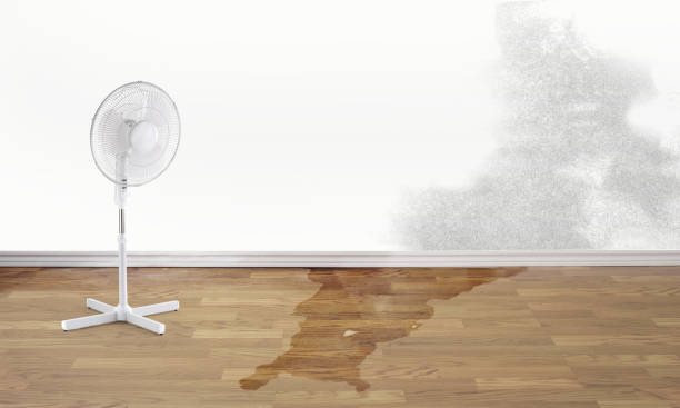 Best Water damage contractors near me  in Willoughby Hills, OH